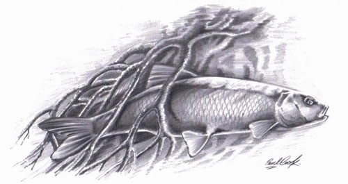 Fish drawing by Paul Cook 